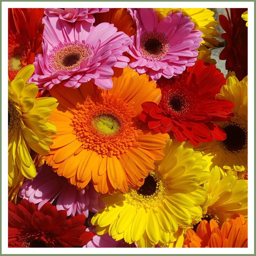Gerbera